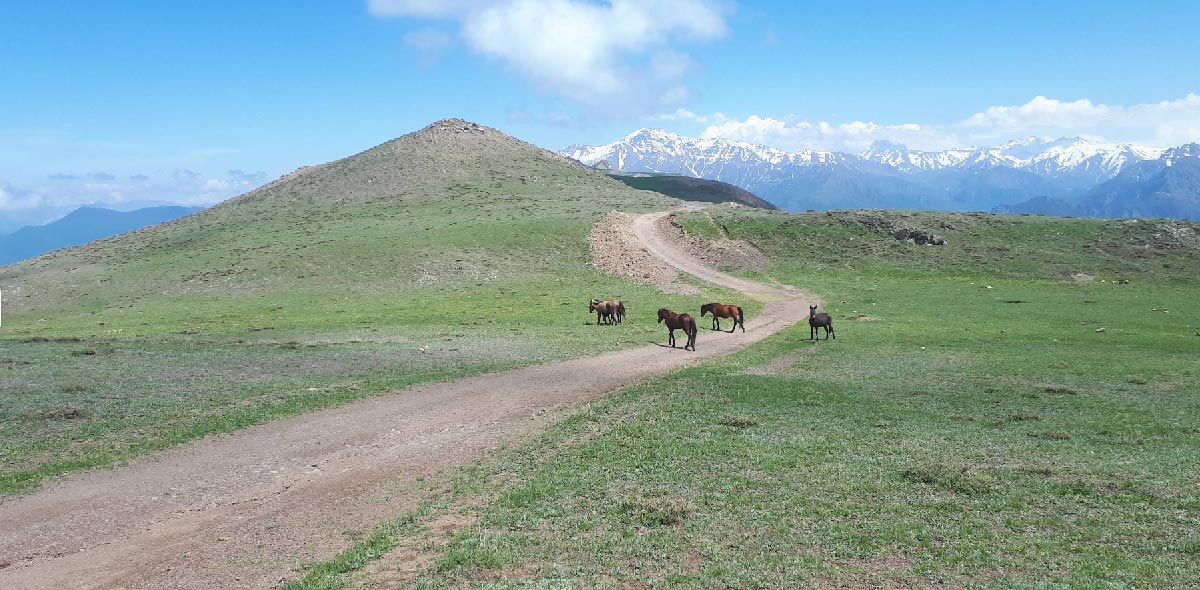طبیعت | جنگل روستای الیت