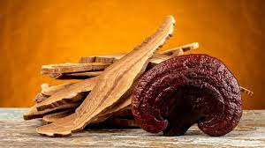 مقدار مصرف قارچ گانودرما و نحوه مصرف آن