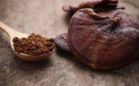 قارچ گانودرما از نظر دکتر خیراندیش